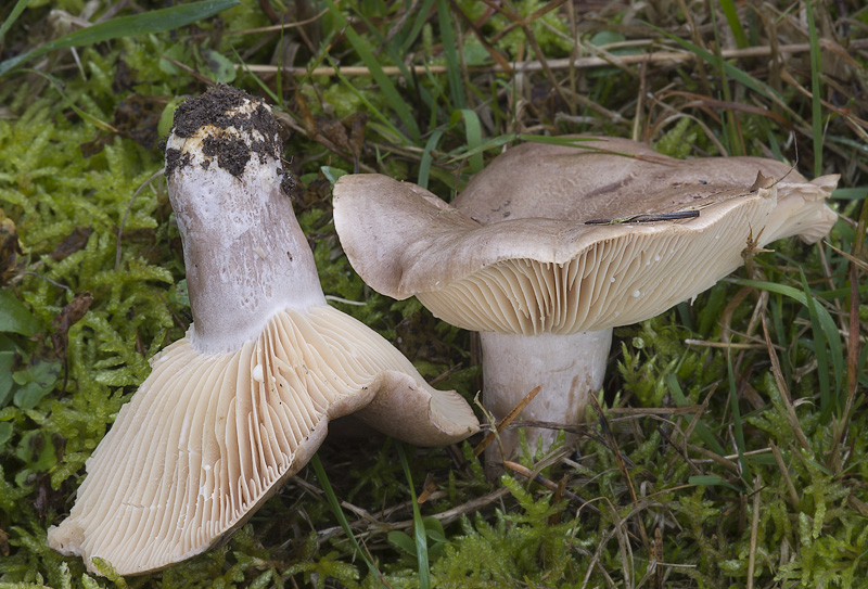 Lactarius flexuosus